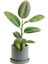 Kauçuk - Ficus Elastica Robusta - Ruby Gri Saksılı- 40-60cm 1