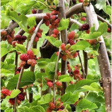 Bakımcı Global Ters Dut Fidanı Tüplü Aşılı 4 Yaş (120-140 Cm)