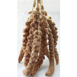 Npg Sarı Dal Darı 1000 gr