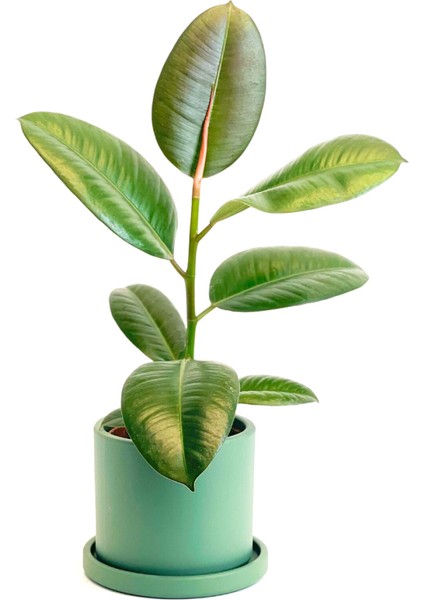 Kauçuk - Ficus Elastica Robusta - Ruby Yeşil Saksılı- 40-60cm
