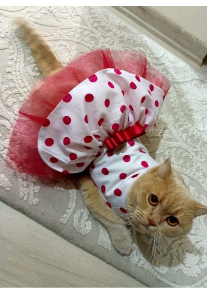Fuşya Fiyonklu Puantiyeli Kedi Köpek Kıyafeti Elbisesi