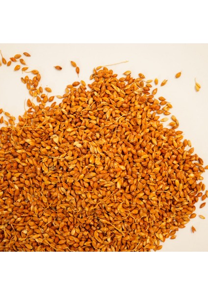 Süpürge Tohumu 200 gr