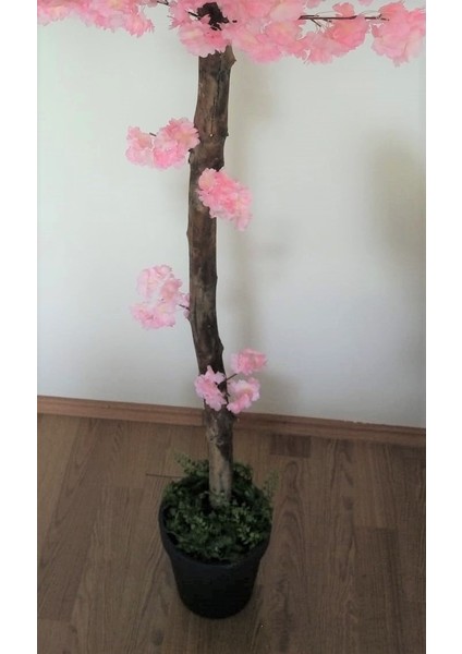 Pembe Bahardalı Ağacı 1.90 Metre Boyunda Saksıda Pembe Yaz Ağacı Çiçek Bitki