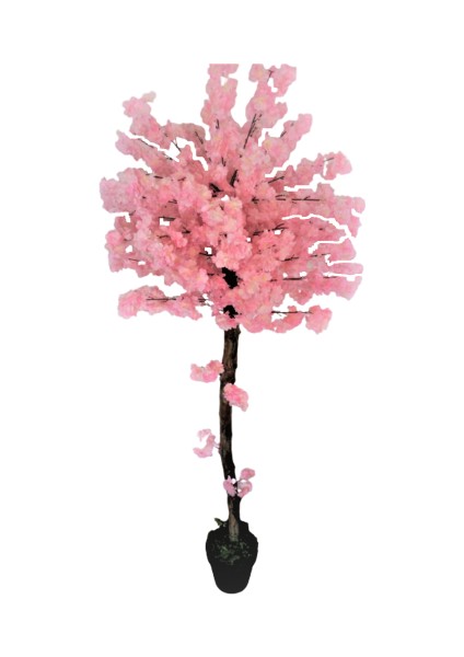 Pembe Bahardalı Ağacı 1.90 Metre Boyunda Saksıda Pembe Yaz Ağacı Çiçek Bitki