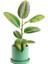 Kauçuk - Ficus Elastica Robusta - Ruby Yeşil Saksılı- 40-60cm 1