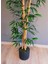 Yapay Bambu Ağacı 1.60 mt Boy 4 Adet Orjinal Bamboo Gövdeli Ağaç 2