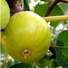 Tunç Botanik Aydın Sarı Lop İncir Fidanı Tüplü