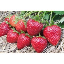 Tunç Botanik Yediveren Çilek Fidesi 180 Adet