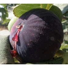 Tunç Botanik Dürdane ( Bursa Siyahı) İncir Fidanı Tüplü 2 Adet