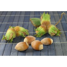 Tunç Botanik Fındık (Çakıldak) Fidanı 3 Yaş