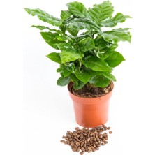 Tunç Botanik Kahve Bitkisi (Coffea Arabica) 20  cm