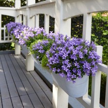 Tunç Botanik Maviş çiçeği – Campanula 5 Adet