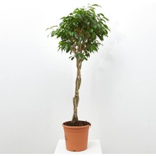 Tunç Botanik Ficus Benjamin - Tijli Form 40 - 60 cm