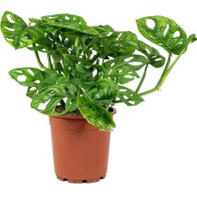 Tunç Botanik Delikli Devetabanı (Monstera Adansonii Monkey) Saksılı