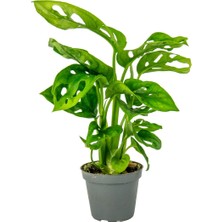 Tunç Botanik Delikli Devetabanı (Monstera Adansonii Monkey) Saksılı