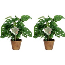 Tunç Botanik Delikli Devetabanı (Monstera Adansonii Monkey) Saksılı 2 Adet