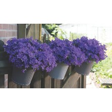 Tunç Botanik Maviş çiçeği – Campanula 3 Adet