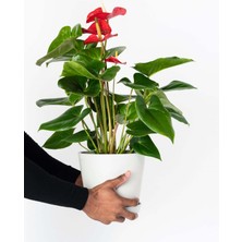 Tunç Botanik Anthoryum  - Flamingo Çiçeği (Anthurium) 40 cm