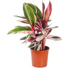 Tunç Botanik Üç Renkli Kaletya (Calathea Triostar)