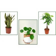 Tunç Botanik Pachira & Pilea & Paşa Kılıcı