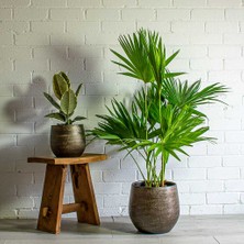 Tunç Botanik Salon Palmiyesi (Livistona Rotundifolia)