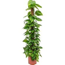Tunç Botanik Pathos – Salon Sarmaşığı (Bitki Destek Çubuklu) 60-80 cm