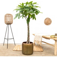 Tunç Botanik Örgülü Para Ağacı – Pachira Aquatica 30-40 cm
