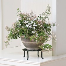 Tunç Botanik Jasminum Polyanthum – Çin Yasemini