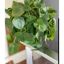 Tunç Botanik Pilea Peperomioides - Para Bitkisi 20-40 cm