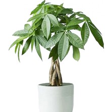 Tunç Botanik Para Ağacı – Pachira Aquatica 20- 30 cm