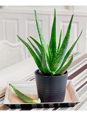 Aloe Vera Bitkisi Fiyatlar, Modelleri 151 rnle | Hepsiburada