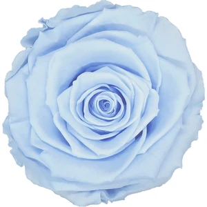 Rose Amor Blu-89 Mavi Şoklanmış Solmaz Gül Xl