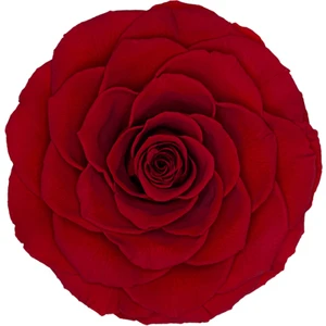 Rose Amor Red-02 Kırmızı Şoklanmış Solmaz Gül Xl