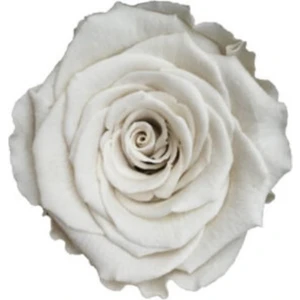 Rose Amor Whi-04 Beyaz  Şoklanmış Solmaz Gül Xl