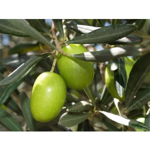 Tunç Botanik Zeytin (Gemlik) Fidanı Tüplü