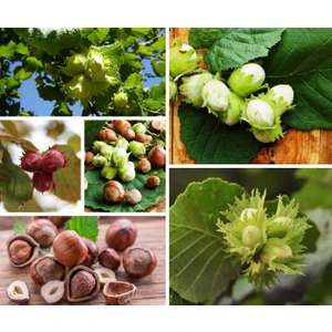 Tunç Botanik Fındık (Giresun ) Fidanı 3 Yaş