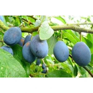 Tunç Botanik Mürdüm Erik Fidanı 3 Yaş Tüplü ve Aşılı