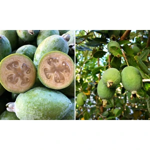 Tunç Botanik Feijoa Kaymak Ağacı Fidanı 3 Yaş