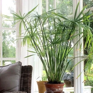 Tunç Botanik Japon Şemsiyesi – Cyperus Alternifolius