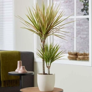 Tunç Botanik Madagaskar Dragon Ağacı – Dracaena Marginata Alacalı 2 Gövdeli