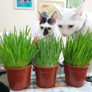 Tunç Botanik Kedi Çimi 12 Cm'lik Saksıda 3 Adet
