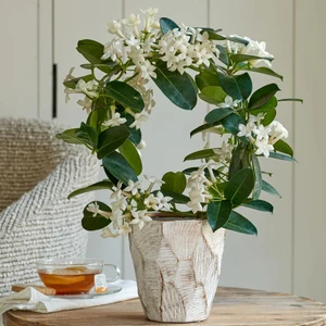 Tunç Botanik Madagaskar Yasemini – Stephanotis Floribunda