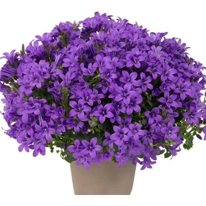 Tunç Botanik Maviş çiçeği – Campanula