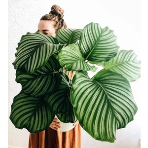 Tunç Botanik Calathea Orbifolia (Dua Çiçeği) 20-30 cm