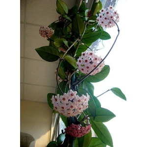 Mum Çiçeği – (Hoya carnosa) - Askılı Saksıda