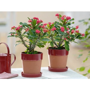 Tunç Botanik Dikenler Tacı -  Euphorbia Milii Kırmızı