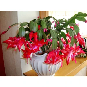 Tunç Botanik Yılbaşı Çiçeği – Schlumbergera