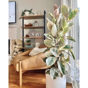 Tunç Botanik Alacalı Kauçuk –  Ficus Elastica Tineke 40-60 cm