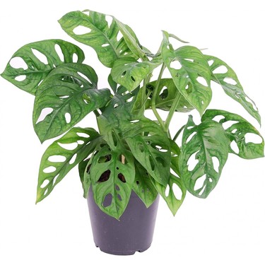 duranta erecta plant Duranta Erecta Flower Seeds for Planting  Heirloom, Non-GMO, Easy to   Pure Asia Seeds