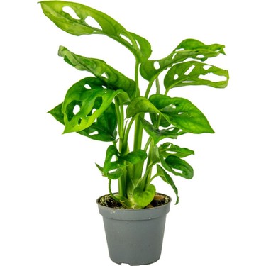 philodendron sidori Philodendron Sodiroi Variegata  VI Plant Shop